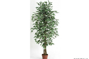 Ficus variegato 200 cm